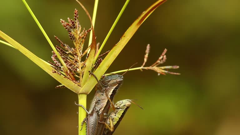 Grasshopper Reproduction Videos and HD Footage - Getty Images