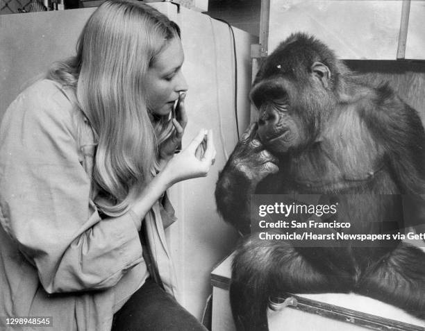 Koko the gorilla with trainer Penny Patterson who his teaching Koko sign language, March 3,1978 Photo ran 3/4/1978, P. 16