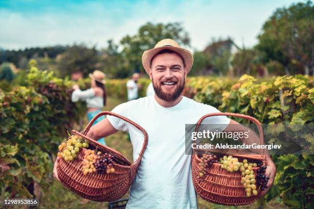 smiling male carrying baskets full of grapes - harvest basket stock pictures, royalty-free photos & images