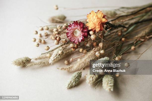 dried flowers and grass of flax and strawflower over beige background. dry flower bunch, trendy decorations. - strohblume stock-fotos und bilder