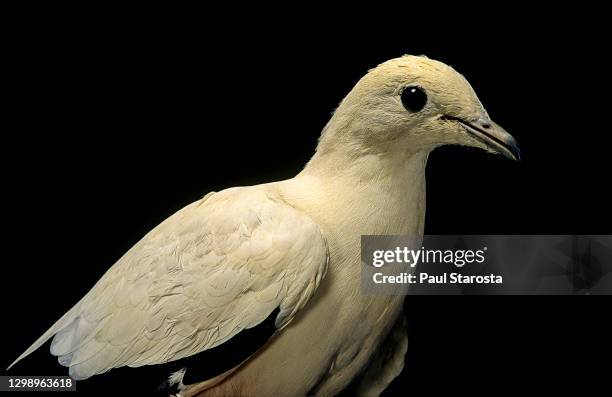 ducula bicolor (pied imperial pigeon) - pigeon ducula stock pictures, royalty-free photos & images