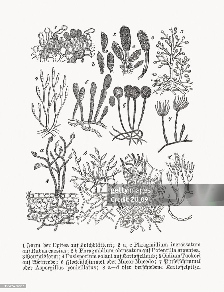 Plantenpathologie: Schimmelziekten, houtgravures, gepubliceerd in 1893