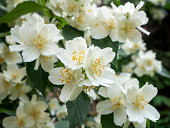 White Jasmine flowers in garden. Spring nature background.