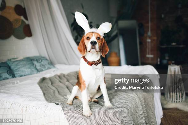 a beagle dog is sitting on the bed with cute bunny ears. - easter bunny face stockfoto's en -beelden