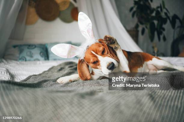 a beagle dog is sitting on the bed with cute bunny ears. - dog easter stock pictures, royalty-free photos & images