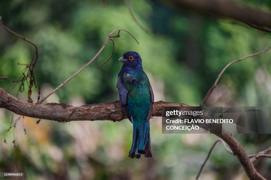 Red-bellied Surucua