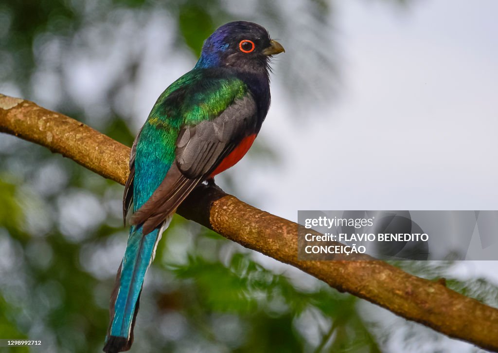 Red-bellied Surucua