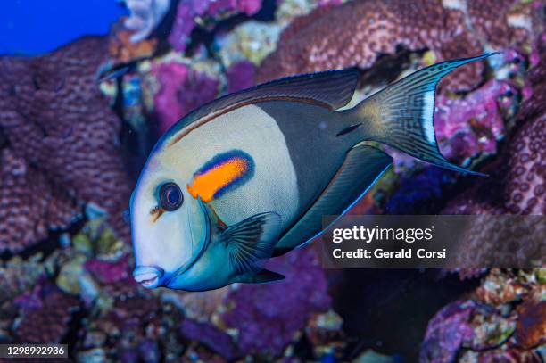 acanthurus olivaceus es un pez tropical, uno de un número de peces conocidos como acanthuridae o tangs y peces cirujano. peces cirujano de banda naranja.  isla maui, - aleta dorsal fotografías e imágenes de stock