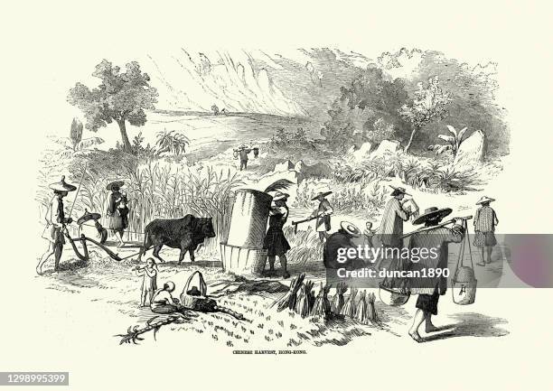illustrations, cliparts, dessins animés et icônes de ouvriers agricoles chinois apportant dans la récolte, hong kong, 19ème siècle - labour