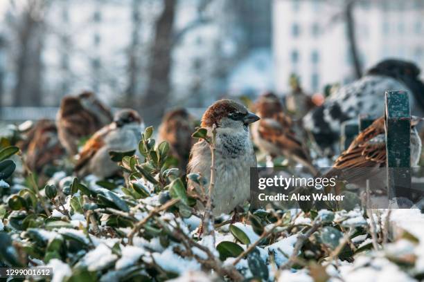 a group of sparrows sitting on a snow covered hedge - alex sparrow stock pictures, royalty-free photos & images