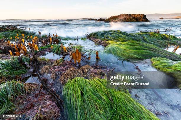 evening tidepooling - kombu stock pictures, royalty-free photos & images