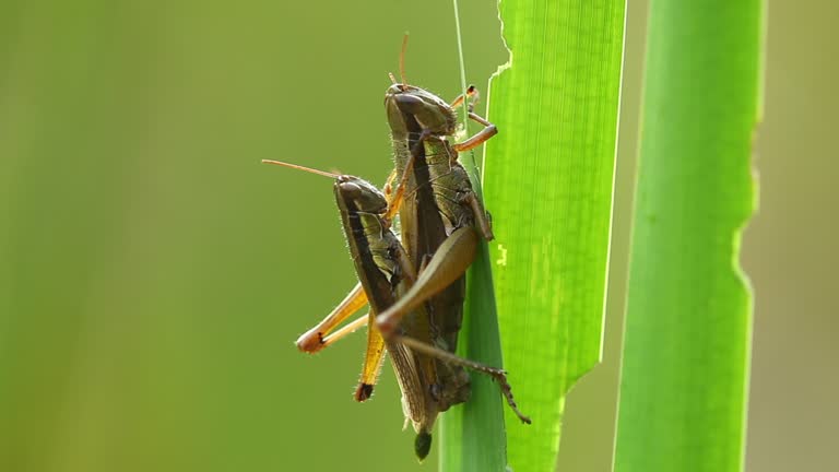 145 Grasshopper Reproduction Stock Videos, Footage, & 4K Video Clips ...
