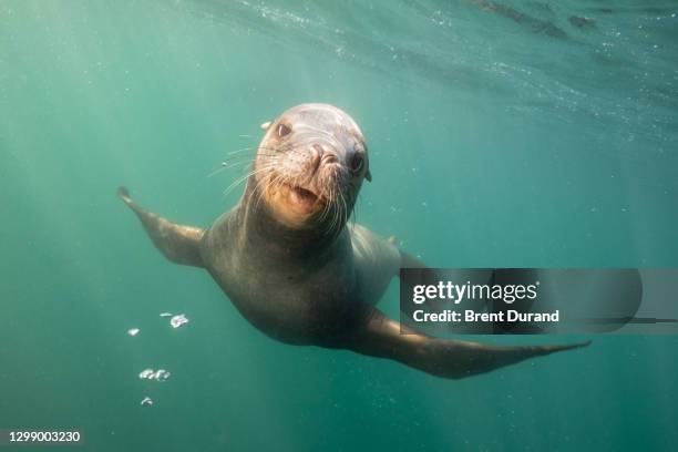 california sea lion making funny face - zalophus californianus imagens e fotografias de stock