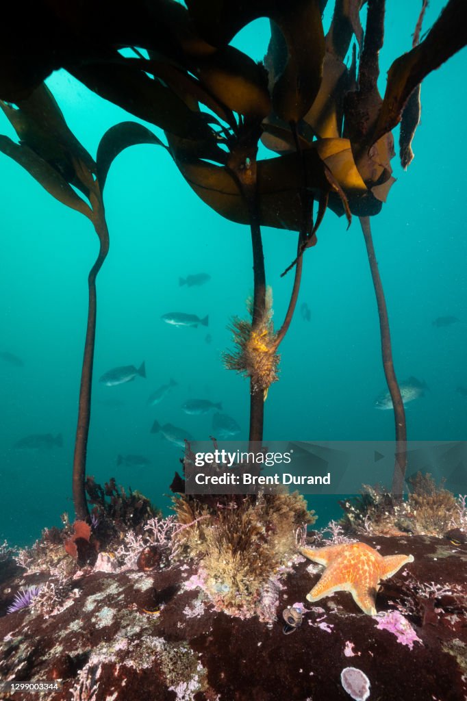 Northern California Underwater Reef Scene