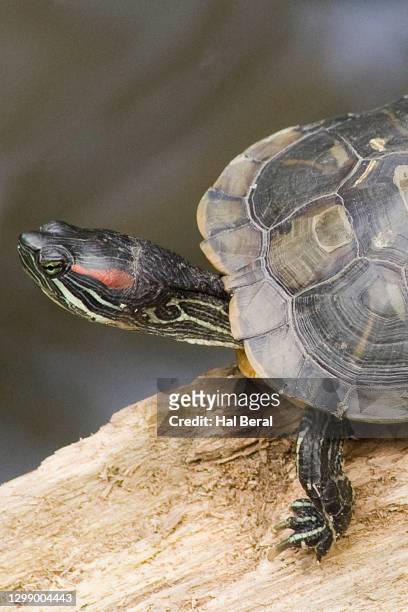 eastern painted turtle close-up - eastern painted turtle stock pictures, royalty-free photos & images