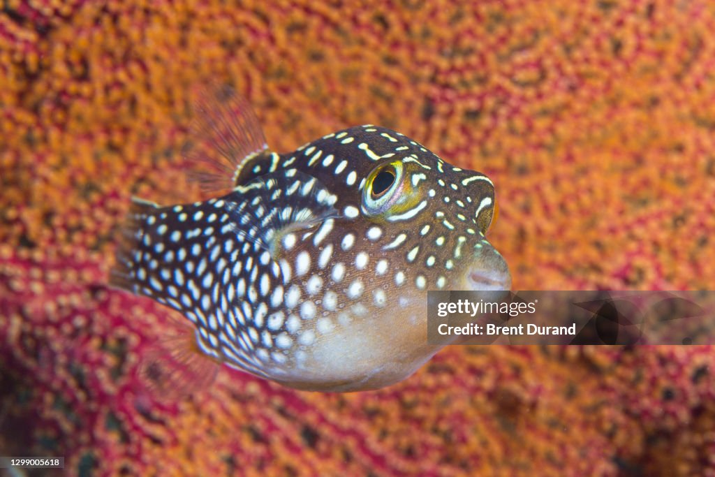 Spotted Sharpnose pufferfish in Cabo Pulmo