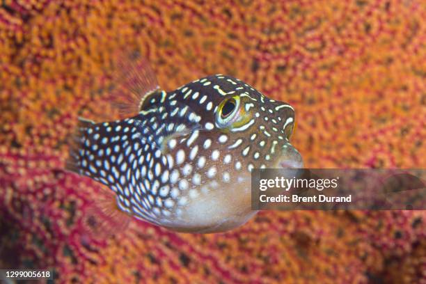 spotted sharpnose pufferfish in cabo pulmo - sea of cortes stock pictures, royalty-free photos & images