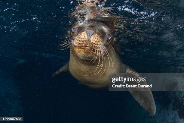 cute sea lion pup at los islotes - sea of cortez stock pictures, royalty-free photos & images