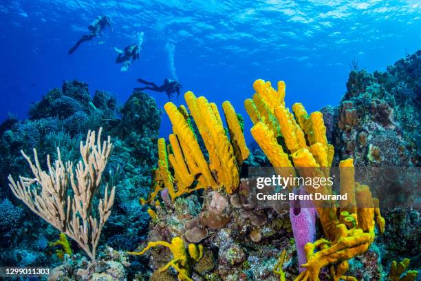 scuba divers in cozumel - hornkoralle stock-fotos und bilder