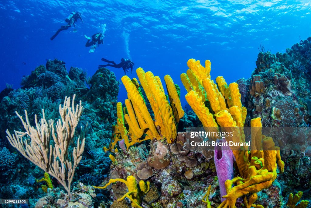 Scuba Divers in Cozumel