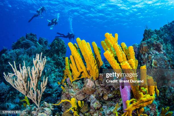 scuba divers in cozumel - cozumel stock pictures, royalty-free photos & images