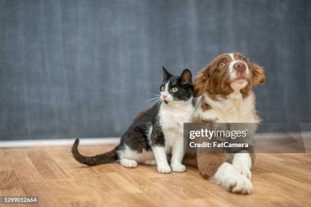 super lindo perro y gato mejores amigos - dog and cat fotografías e imágenes de stock