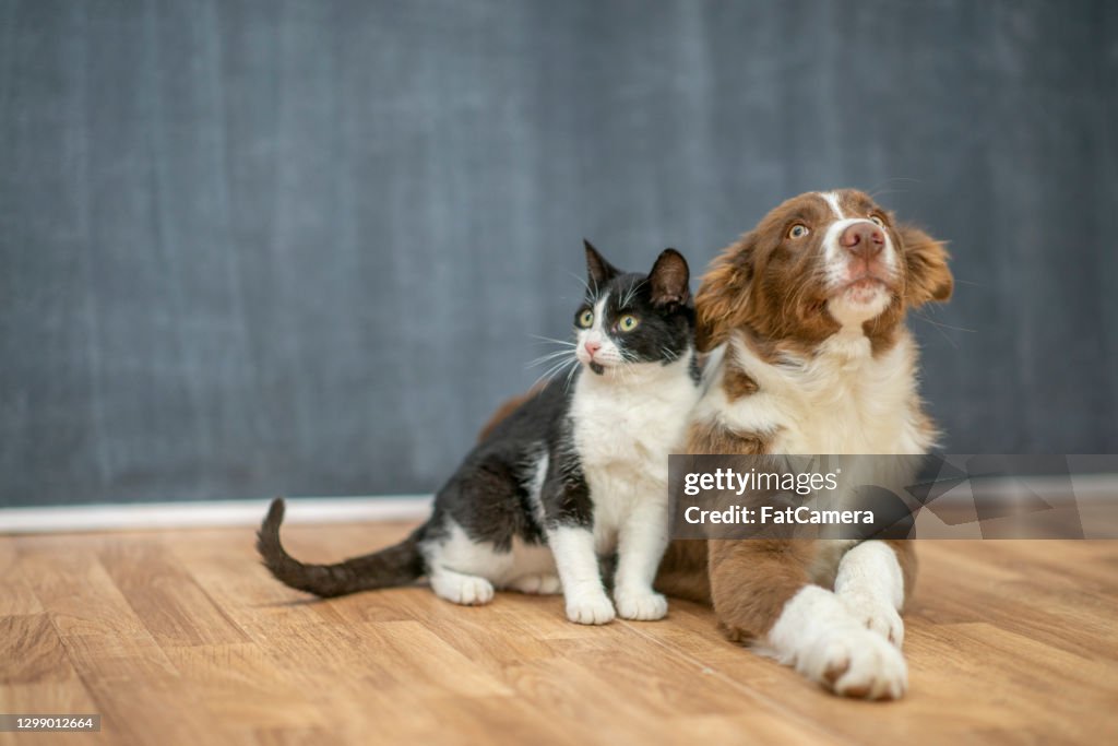 超級可愛的狗和貓最好的朋友