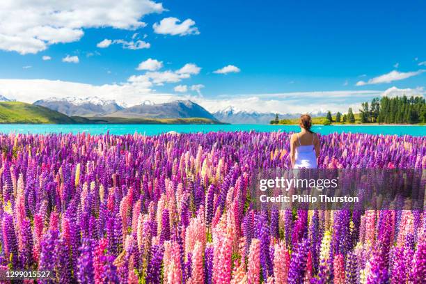 bella donna in abito bianco che cammina nel campo di fiori vicino a un lago blu, lupini in fiore colorati in nuova zelanda - purity foto e immagini stock