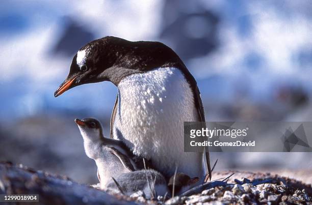 nahaufnahme von nesting wild gentoo pinguin mutter und baby küken - animal family stock-fotos und bilder