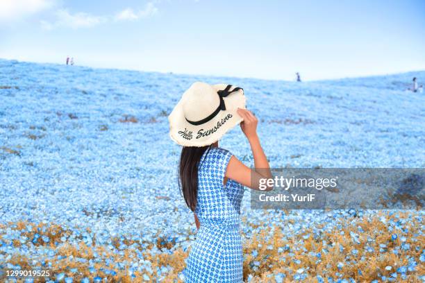 woman in nemophila - nemophila stock pictures, royalty-free photos & images