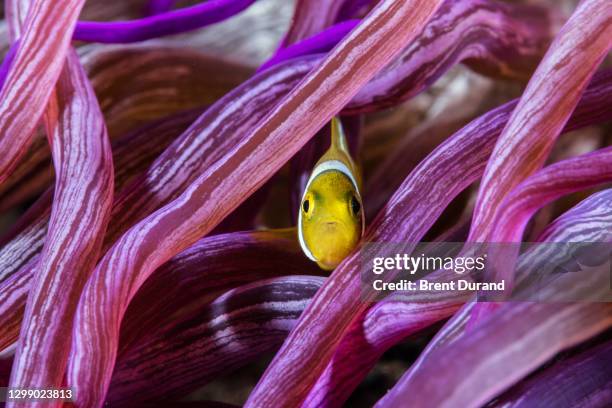 juvenile anemonefish - インド太平洋 ストックフォトと画像