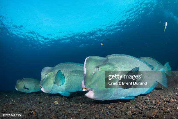 humphead parrotfish - bolbometopon muricatum (bumphead parrotfish) - bumphead parrotfish bildbanksfoton och bilder