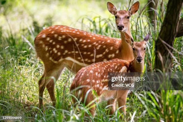 Wild sika deer are seen on Liugong Island on June 15, 2020 in Weihai, Shandong Province of China.