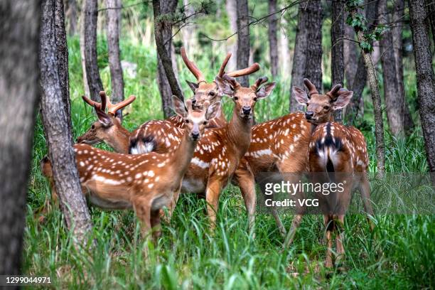 Wild sika deer are seen on Liugong Island on June 15, 2020 in Weihai, Shandong Province of China.