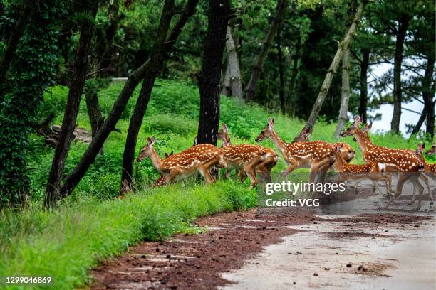 Wild sika deer are seen on Liugong Island on August 2, 2020 in Weihai, Shandong Province of China.