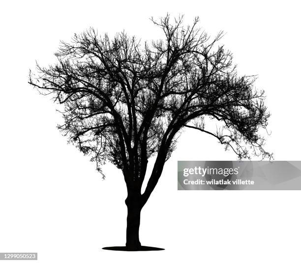 dead tree isolated with white background. - bare tree silhouette stock pictures, royalty-free photos & images