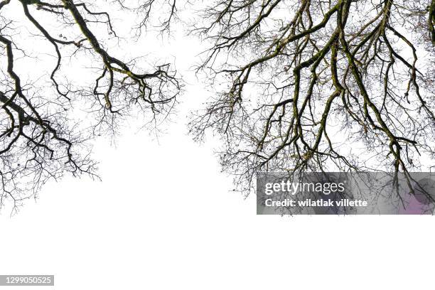 dead tree isolated with white background. - hot spring bildbanksfoton och bilder