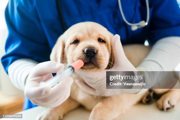 cachorro en la oficina de veterinarios - animal hospital fotografías e imágenes de stock