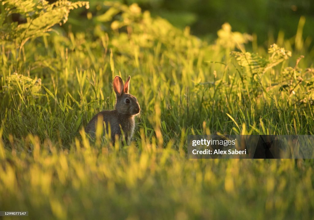 A rabbit at sunset.