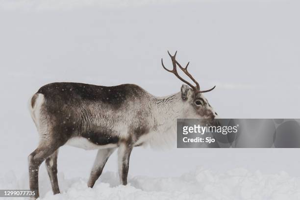 rendier dat in de sneeuw tijdens de winter in noordelijk noorwegen begraast - reindeer stockfoto's en -beelden