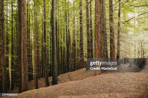redwood forest - cantabria stock pictures, royalty-free photos & images