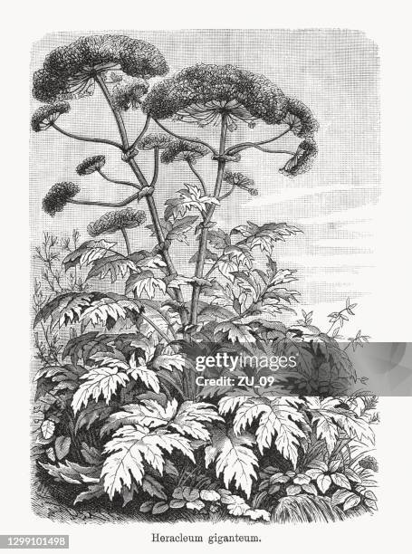 giant hogweed (heracleum mantegazzianum), wood engraving, published in 1893 - giant hogweed stock illustrations