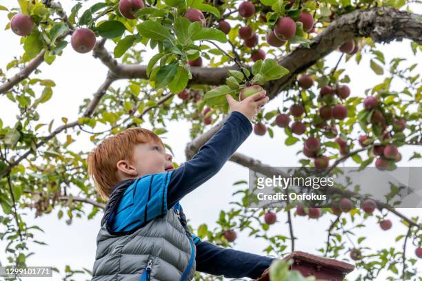 jeune cueillette de pomme de garçon de rousse dans l’automne de verger - kids play apple photos et images de collection