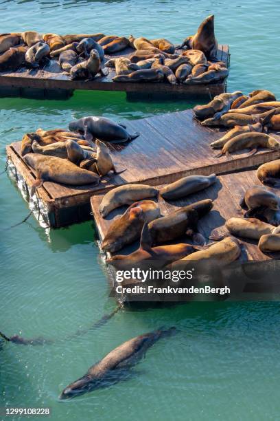 zeeleeuwen - pier 39 stockfoto's en -beelden