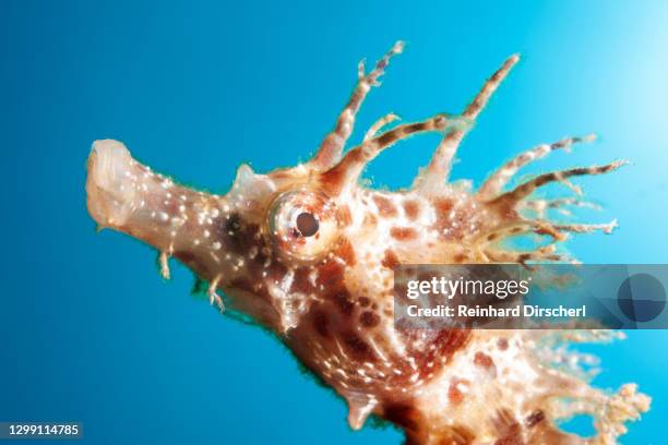portrait of longsnouted seahorse, hippocampus ramulosus, tamariu, costa brava, mediterranean sea, spain - hippocampus ramulosus stock pictures, royalty-free photos & images