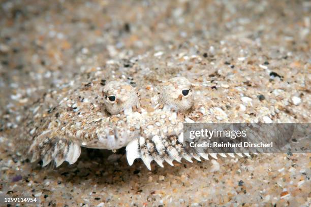 mediterranean sole, monchirus hispidus, tamariu, costa brava, mediterranean sea, spain - sole photos et images de collection