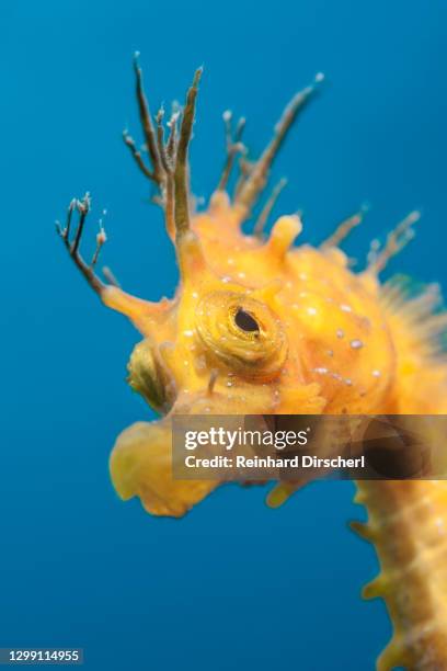 portrait of longsnouted seahorse, hippocampus ramulosus, tamariu, costa brava, mediterranean sea, spain - hippocampus ramulosus stock pictures, royalty-free photos & images