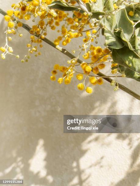 small yellow flowers in a vase on the table - mimosa stockfoto's en -beelden