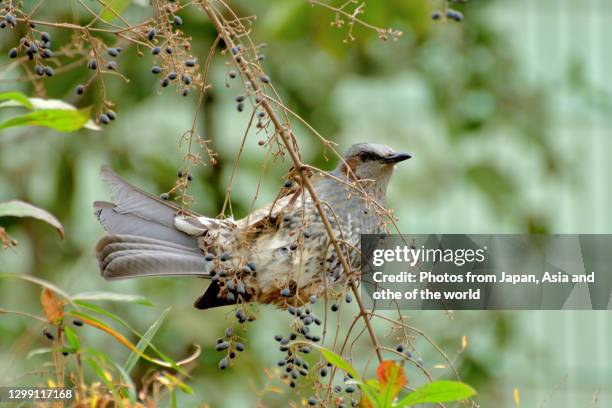 brown-eared bulbul enjoying black berries of ligustrum obtusifolium in winter - telephoto lens stock pictures, royalty-free photos & images