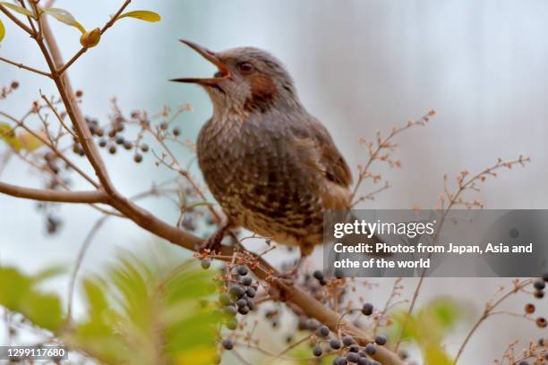 brown-eared bulbul enjoying black berries of ligustrum obtusifolium in winter - beak photos et images de collection